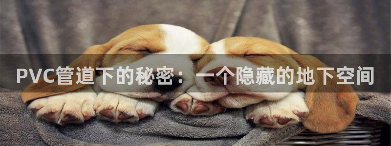 球盟会APP最新地址